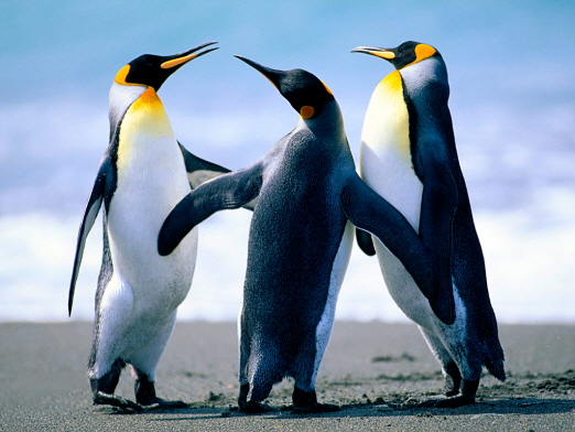 ŷ